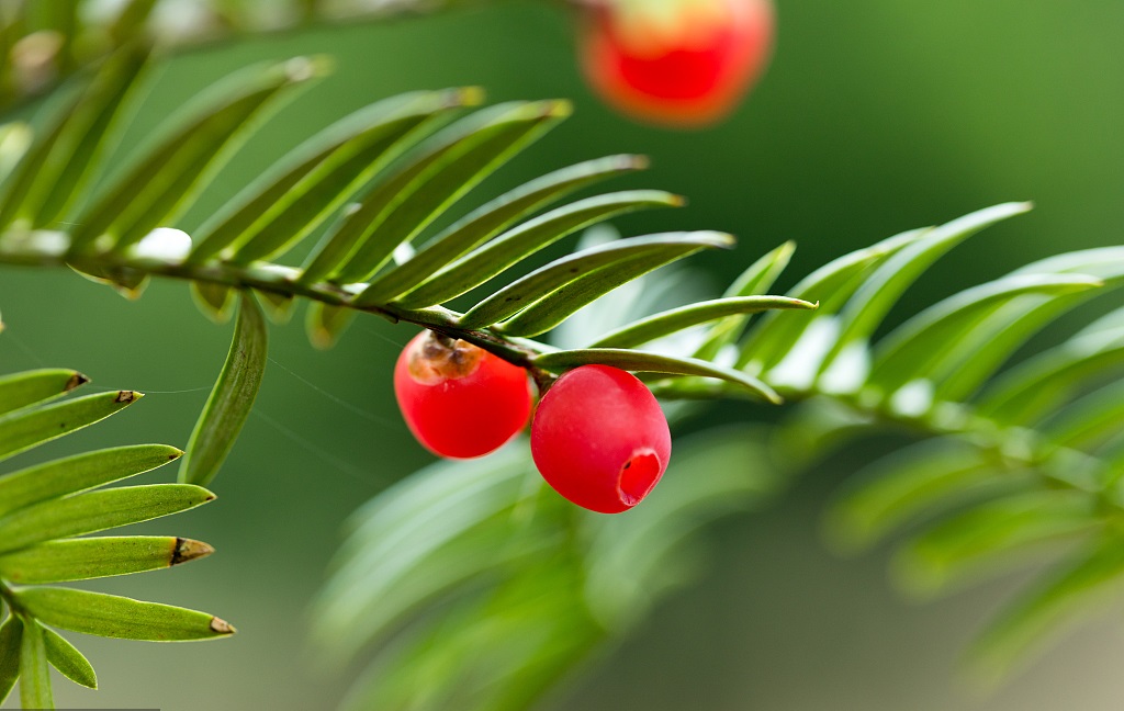 Leatex PAC  紫杉醇净化整理剂